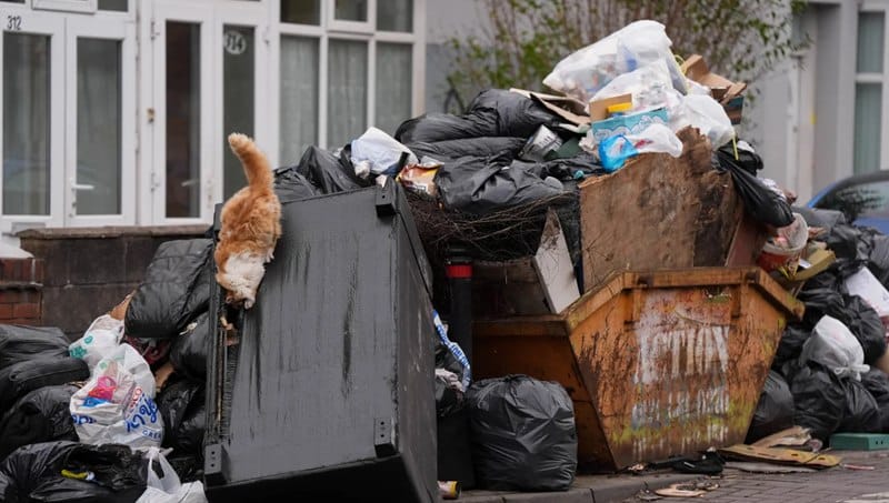 CNN: Potkany „väčšie ako mačky“ v druhom najväčšom britskom meste