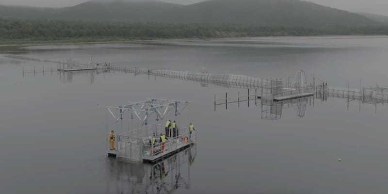 Nórsky šialenci: Invázia „ruského“ ružového lososa predstavuje trojitú hrozbu
